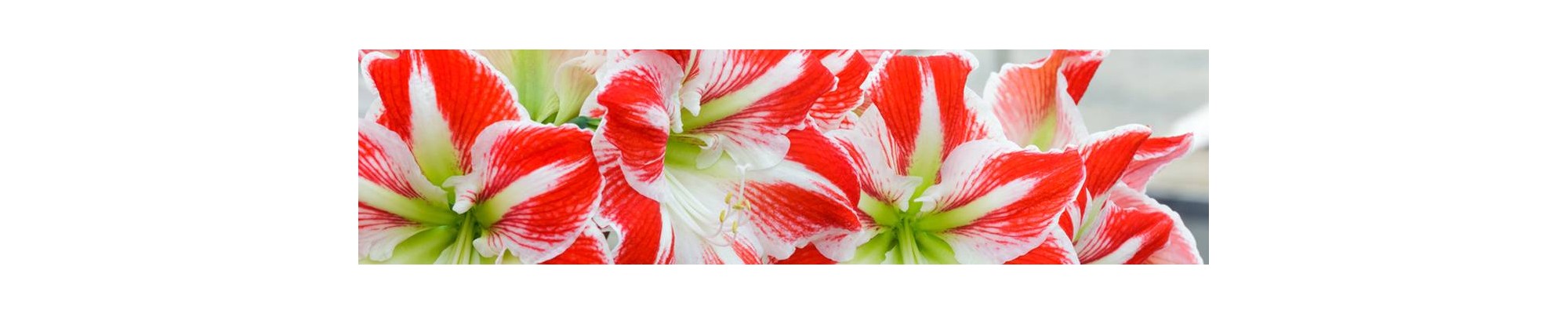 Bulbi de Amaryllis Belladonna