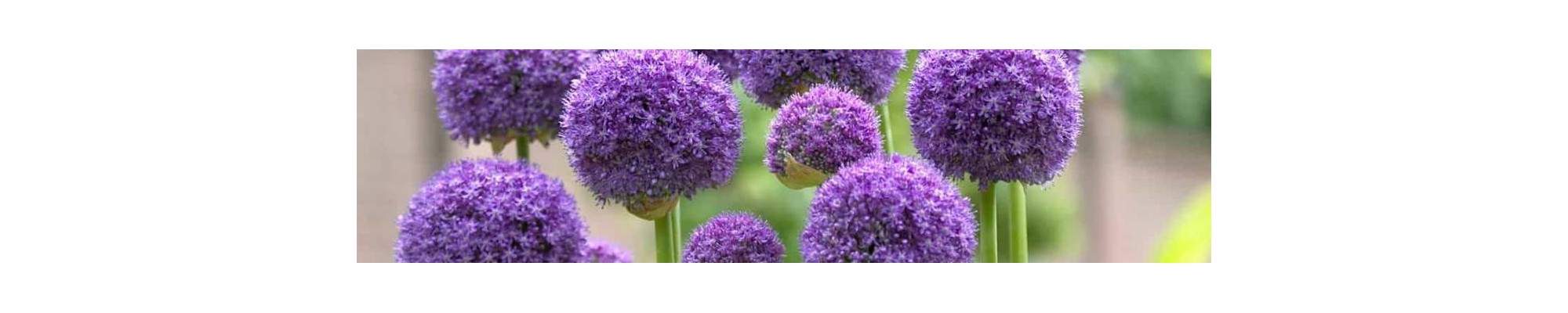 Bulbi de Allium