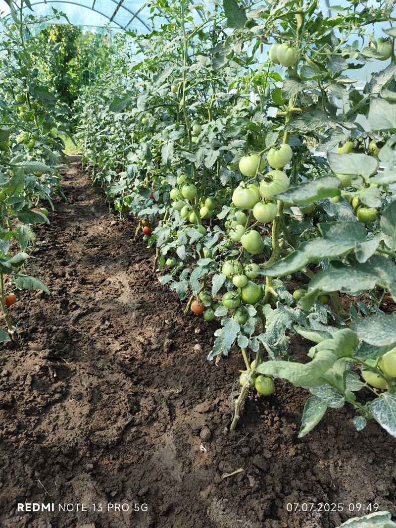 0oprp68fgoaoxqnvv4q4-thumbnail.jpg