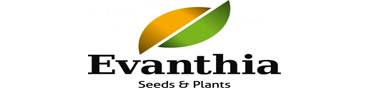 Evanthia Seeds & Plants
