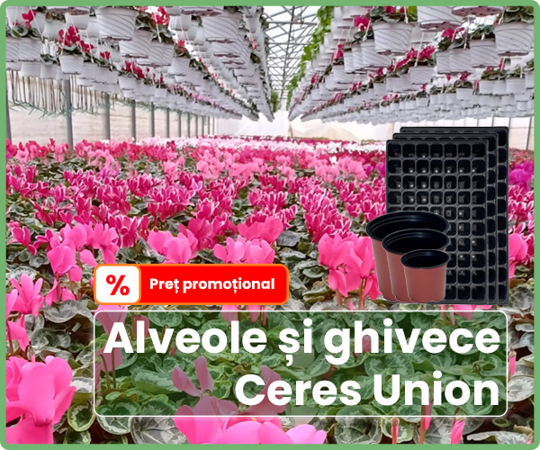 Seminte profesionale de flori