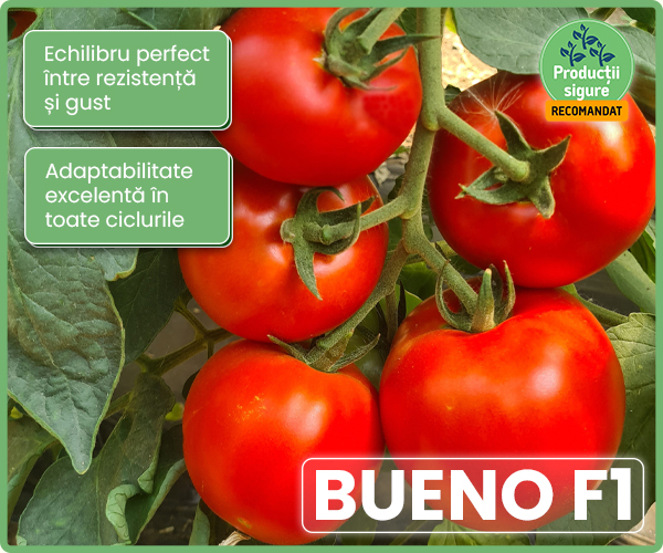 Seminte de Tomate nedeterminate